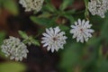 Astrantia Major