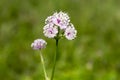 Astrantia major, great masterwort in bloom, herbaceous flowering plants