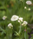 Astrantia Major, Great Masterwort Flowers