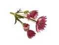 Astrantia major great masterwort pink flower isolated Royalty Free Stock Photo
