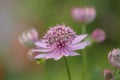 Astrantia major macro flower photography on a green-pink background.