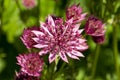 Astrantia major `Roma