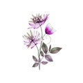 Astrantia Major transparent flower bouquet isolated on white. Great Masterwort translucent flowers. Romantic floral composition Royalty Free Stock Photo