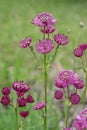 Astrantia