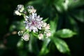 Astrantia.The top view.