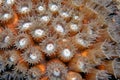 Astreopora is a genus of stony corals in the Acroporidae family Royalty Free Stock Photo