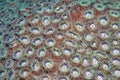 Astreopora is a genus of stony corals in the Acroporidae family Royalty Free Stock Photo
