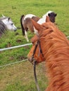 Astride a horse Royalty Free Stock Photo