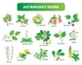 Astringent herbs vector illustration collection. Natural homeopathy wild plants botanic set.