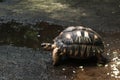 Astrochelys radiata Radiated Tortoise . Turtles on Mauritius