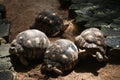 Astrochelys radiata Radiated Tortoise .Turtles on Mauritius.