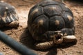 Astrochelys radiata Radiated Tortoise . Turtles on Mauritius.