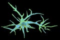 Astrocyte, a brain glial cell