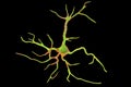 Astrocyte, a brain glial cell