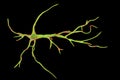 Astrocyte, a brain glial cell