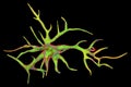 Astrocyte, a brain glial cell