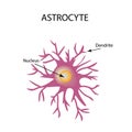 Astrocyte structure. Nerve cell. Infographics. Vector illustration on background.