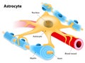 Astrocyte