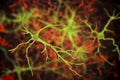 Astrocytes, brain glial cells