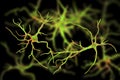 Astrocytes, brain glial cells