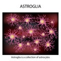 Astroglia structure. Astrocyte. Nerve cell. Infographics. Vector illustration on background.