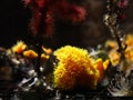 Astroides calycularis coral