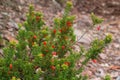 Astroloma epacridis an endemic Australian wildflower in the family Ericaceae