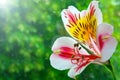 Astrometry flower bud on a background of green leaves Royalty Free Stock Photo