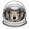 Vector portrait of wolf. Cool wild wolf. Animal head. Astronaut animal. Vector portrait. Cosmos and Spaceman. Space Royalty Free Stock Photo