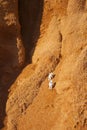 Astronaut exploring mars, concept