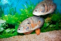 Astronotus Royalty Free Stock Photo