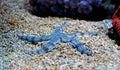 Sand Sifting Sea Star - Astropecten polycanthus