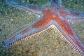 Astropecten Sea Star, Cabo Cope Puntas del Calnegre Natural Park Royalty Free Stock Photo
