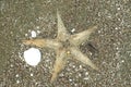 Astropecten sea star