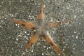 Astropecten sea star Royalty Free Stock Photo
