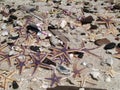 Astropecten sea stars, starfish captured on a shore sand among stones