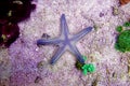 Mediterranean sand sea starfish