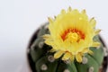 Astrophythum asterias nudum or sand dollar cactus, sea urchin cactus Royalty Free Stock Photo