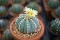 Astrophytum asterias cactus and flower in pot Royalty Free Stock Photo