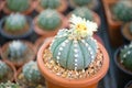 Astrophytum asterias cactus and flower in pot Royalty Free Stock Photo