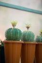 Astrophytum asterias cactus and flower in pot Royalty Free Stock Photo