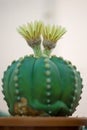 Astrophytum asterias cactus and flower in pot Royalty Free Stock Photo