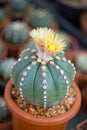 Astrophytum asterias cactus and flower in pot Royalty Free Stock Photo