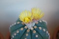 Astrophytum asterias cactus and flower in pot Royalty Free Stock Photo