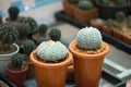 Astrophytum asterias cactus in flower pot Royalty Free Stock Photo