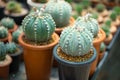 Astrophytum asterias cactus in flower pot Royalty Free Stock Photo