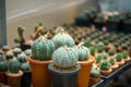 Astrophytum asterias cactus in flower pot Royalty Free Stock Photo