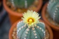 Astrophytum asterias cactus and flower in pot Royalty Free Stock Photo