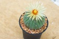 Astrophytum asterias cactus with flower in pot on orange stone f Royalty Free Stock Photo