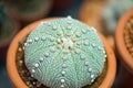 Astrophytum asterias cactus in flower pot Royalty Free Stock Photo